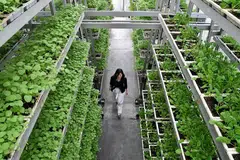 DIBANGUNKAN SEMULA: Menurut SFA, kebun sayur berteknologi tinggi berpotensi menghasilkan lebih 1,000 tan sayur bagi setiap hektar setahun, dengan menggunakan kurang sehektar tanah. - Foto fail