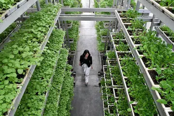 DIBANGUNKAN SEMULA: Menurut SFA, kebun sayur berteknologi tinggi berpotensi menghasilkan lebih 1,000 tan sayur bagi setiap hektar setahun, dengan menggunakan kurang sehektar tanah. - Foto fail