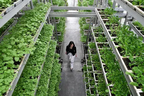DIBANGUNKAN SEMULA: Menurut SFA, kebun sayur berteknologi tinggi berpotensi menghasilkan lebih 1,000 tan sayur bagi setiap hektar setahun, dengan menggunakan kurang sehektar tanah. - Foto fail