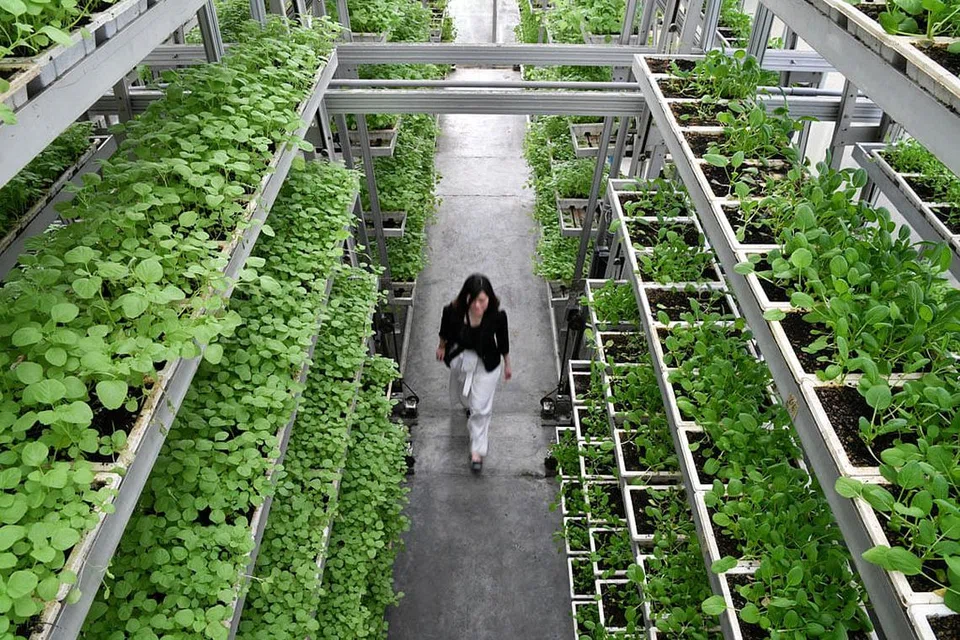 DIBANGUNKAN SEMULA: Menurut SFA, kebun sayur berteknologi tinggi berpotensi menghasilkan lebih 1,000 tan sayur bagi setiap hektar setahun, dengan menggunakan kurang sehektar tanah. - Foto fail