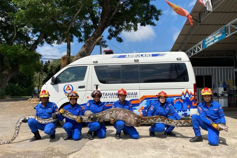 TANGKAP ULAR SAWA: Anggota pasukan pertahanan awam berhasil menangkap seekor ular sawa pada Khamis. Ular sawa itu sudah tidak larat bergerak setelah menelan seekor kambing.