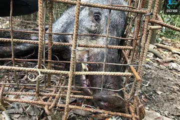 DITEMUI MATI: Doktor haiwan Persatuan Penyelidikan dan Pendidikan Haiwan (Acres) mendapati babi hutan itu mati akibat stres dalam ruang yang sempit. - Foto FACEBOOK/ ACRES