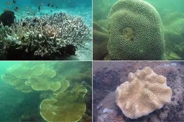 terumbu karang, Singapura, NParks