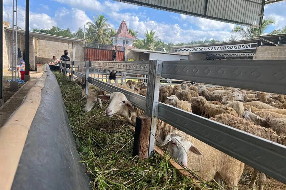 HARGA KORBAN TERTINGGI: Khidmat korban di luar negara tahun ini mengenakan harga antara $360 dengan $380 bagi setiap kambing, iaitu harga tertinggi sejak ibadah itu dilakukan secara eksklulsif di Australia sejak bermulanya pandemik Covid-19 pada 2020. 