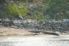 VISI  BANDAR DALAM ALAM SEMULA JADI: Kejadian buaya air masin berjemur di pantai memaksa kita untuk mempertimbangkan apakah visi sebuah Bandar Dalam Alam Semula Jadi, dan apakah makna visi ini bagi kita dan hidupan liar yang berkongsi rumah pulau ini bersama. 