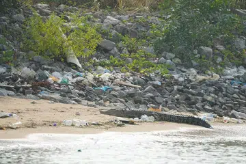 VISI  BANDAR DALAM ALAM SEMULA JADI: Kejadian buaya air masin berjemur di pantai memaksa kita untuk mempertimbangkan apakah visi sebuah Bandar Dalam Alam Semula Jadi, dan apakah makna visi ini bagi kita dan hidupan liar yang berkongsi rumah pulau ini bersama. 