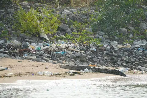 TERPAKSA DIBUNUH: Buaya yang dilihat berhampiran Marina East Drive pada Oktober terpaksa dibunuh kerana ia menimbulkan risiko besar kepada keselamatan awam.