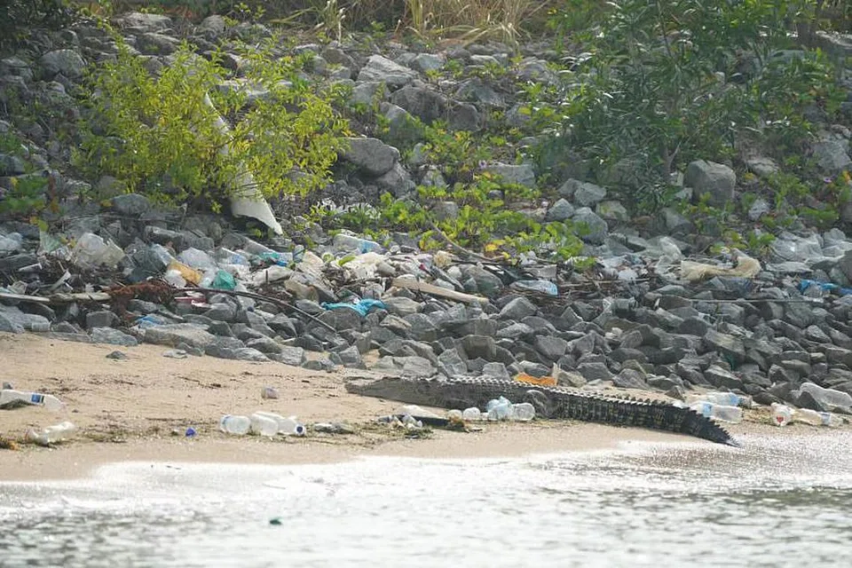 TERPAKSA DIBUNUH: Buaya yang dilihat berhampiran Marina East Drive pada Oktober terpaksa dibunuh kerana ia menimbulkan risiko besar kepada keselamatan awam.