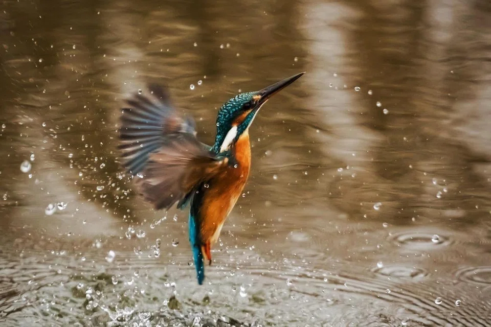 Burung raja udang atau dalam bahasa Inggeris, ‘kingfisher’, ialah burung bersaiz kecil berwarna biru dan jingga yang bergerak di atas permukaan air untuk memburu ikan.