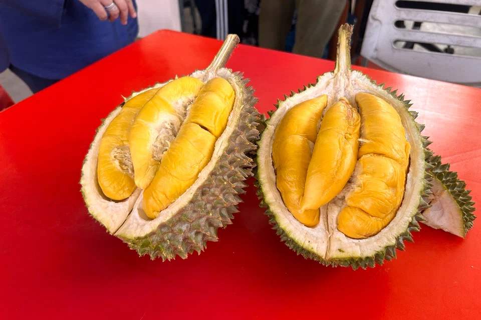 Durian jenis ‘black thorn’ yang merupakan antara durian kegemaran warga Singapura yang datang berkunjung ke dusun durian di Johor.