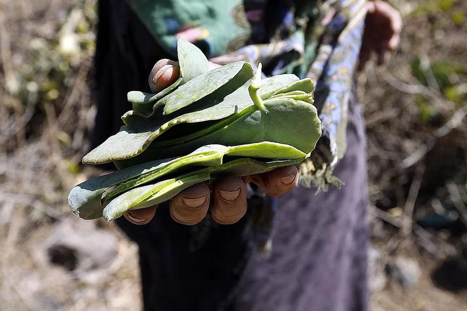 MAKAN DAUN: Untuk hidup, seorang wanita Yaman menunjukkan seikat daun segar yang dipetik pada 13 Februari lalu untuk digunakan sebagai bahan makanan utama di Kampung Bani al-Qallam yang terletak di atas gunung, kira-kira 100km dari barat daya Sana'a, Yaman. - Foto EPA-EFE