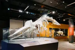 Muzium Sejarah Alam Semula Jadi Lee Kong Chian ini menempatkan lebih sejuta spesimen zoologi, dan rangka seekor ikan paus sperma. 