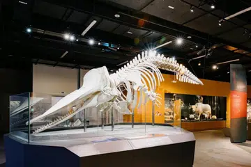 Muzium Sejarah Alam Semula Jadi Lee Kong Chian ini menempatkan lebih sejuta spesimen zoologi, dan rangka seekor ikan paus sperma. 
