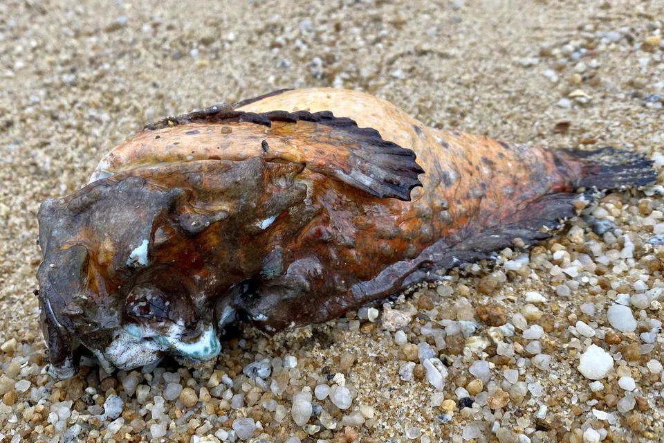 HAIWAN DI PANTAI: Ikan depu ditemui mati di pesisir pantai East Coast Park pada Selasa.