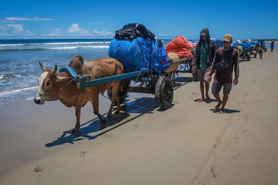 Lapan lembu digunakan untuk menghantar kertas dan kotak undi di kawasan terpencil di Lampung.