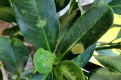 Sejenis daun dari “Happiness Tree”(gambar hiasan)