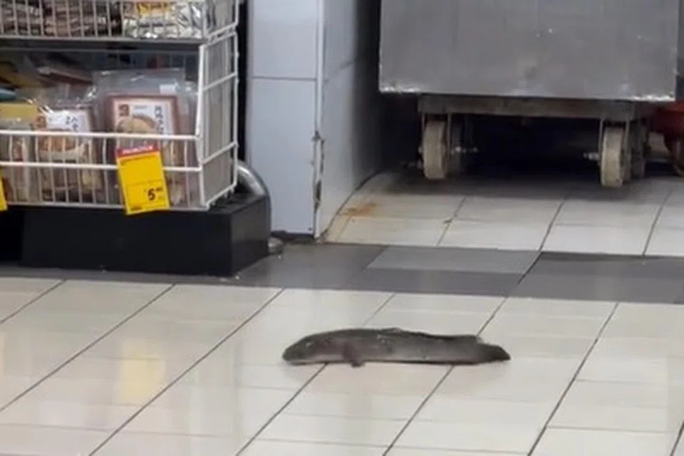 KELUAR DARI TANGKI: Seekor ikan haruan kelihatan berkeliaran di kawasan makanan laut di pasar raya besar Giant di Tampines.