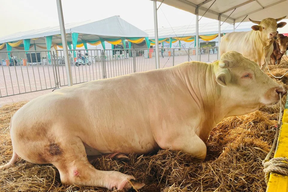 lembu sado, lembu jenis Charolais, Tayyib Ranch