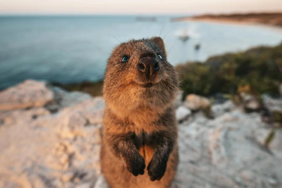Pulau Rottnest, quokka