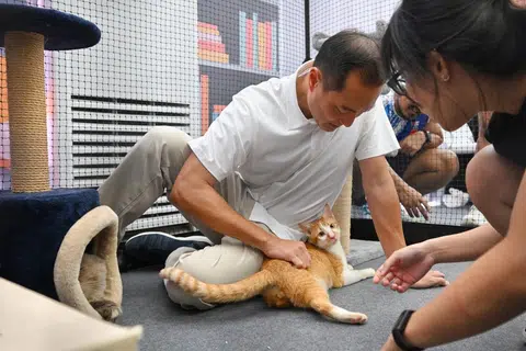 Menteri Negara Kanan (Perhubungan dan Penerangan merangkap Pembangunan Negara), Encik Tan Kiat How, kelihatan sedang bermanja dengan seekor kucing ketika acara ‘Pets’ Day Out’ di Taman East Coast pada 11 Mei.