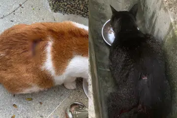 4 ekor kucing didapati dikelar dengan luka yang dalam, dipercayai dilakukan dengan menggunakan objek tajam.