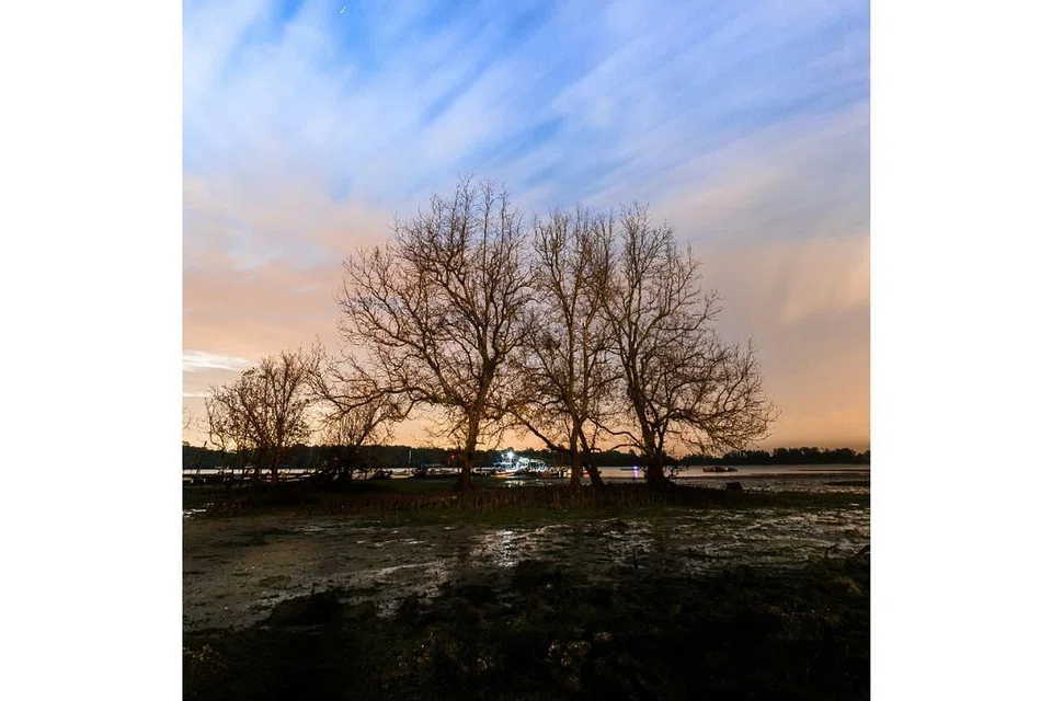KAMPUNG MEMANCING SELETAR: Pokok tanpa daun menambahkan suasana semasa matahari terbenam di kampung memancing yang terletak di simpang Yishun Avenue 1 dengan Seletar North Link ini. - Foto BH oleh GAVIN FOO
