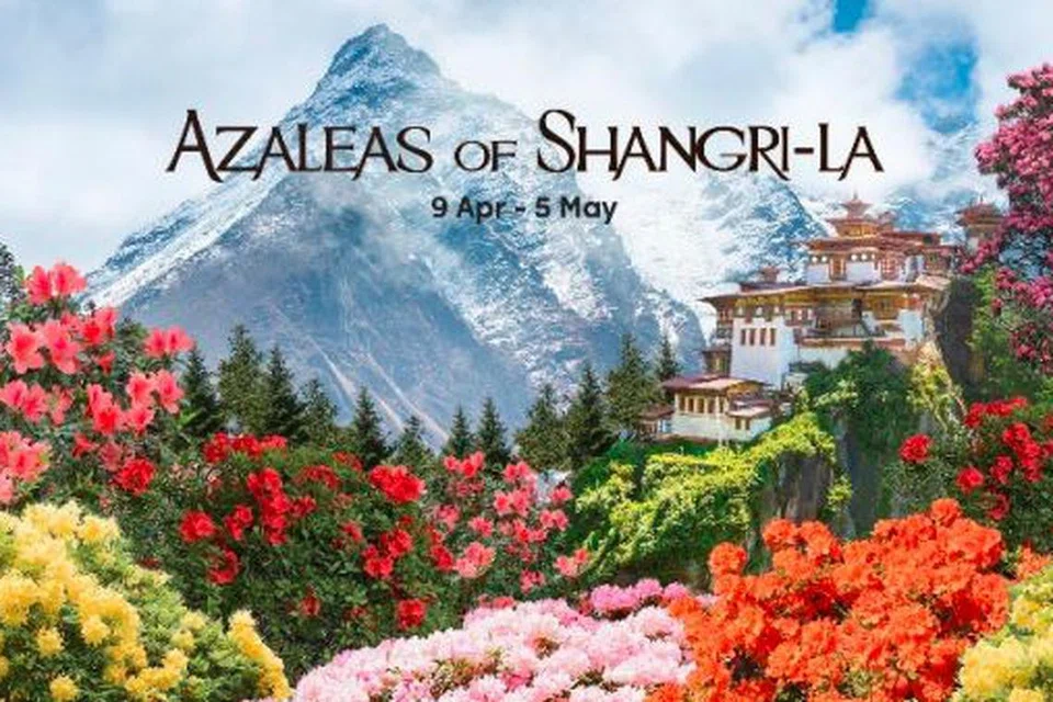 Kawasan ‘Cloud Forest’ dihiasi dengan pameran bunga baru, ‘Azaleas of Shangri-La’, yang memaparkan lebih 15 jenis bunga azalea dalam rona terang.