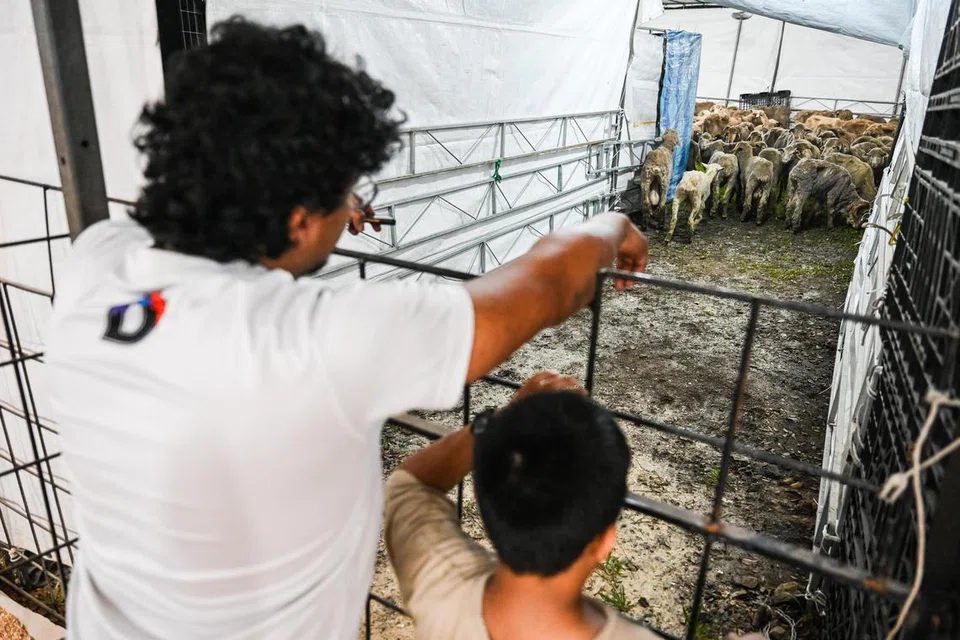 Kambing mula dipindahkan ke kandang Masjid Petempatan Melayu Sembawang.