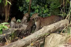 PENAMPILAN PERTAMA: Tiga ekor anak harimau bintang Sri Lanka itu boleh ditemui di pameran ‘Wild Africa’ bersama ibu mereka setiap hari sehingga pertengahan Mei, dan selepas itu pada setiap Rabu, Sabtu dan Ahad. 