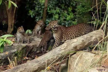 PENAMPILAN PERTAMA: Tiga ekor anak harimau bintang Sri Lanka itu boleh ditemui di pameran ‘Wild Africa’ bersama ibu mereka setiap hari sehingga pertengahan Mei, dan selepas itu pada setiap Rabu, Sabtu dan Ahad. 
