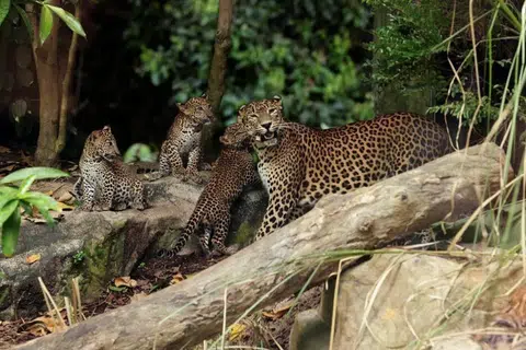 PENAMPILAN PERTAMA: Tiga ekor anak harimau bintang Sri Lanka itu boleh ditemui di pameran ‘Wild Africa’ bersama ibu mereka setiap hari sehingga pertengahan Mei, dan selepas itu pada setiap Rabu, Sabtu dan Ahad. 