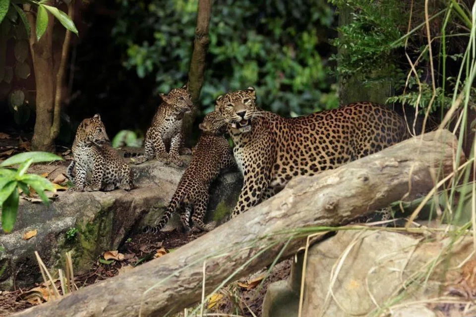 PENAMPILAN PERTAMA: Tiga ekor anak harimau bintang Sri Lanka itu boleh ditemui di pameran ‘Wild Africa’ bersama ibu mereka setiap hari sehingga pertengahan Mei, dan selepas itu pada setiap Rabu, Sabtu dan Ahad. 