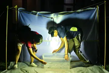 Ketua Nature Kaki, Cik Lilian Chia (kiri), 70 tahun, bersama kontraktor Majlis Bandaran Tampines, Encik Rana Mohammad Masud, 32 tahun, sedang menangkap reriang dan memasukkannya ke dalam bekas berisi air di perangkap cahaya berhampiran Blok 321 Tampines Street 33 pada 23 April.