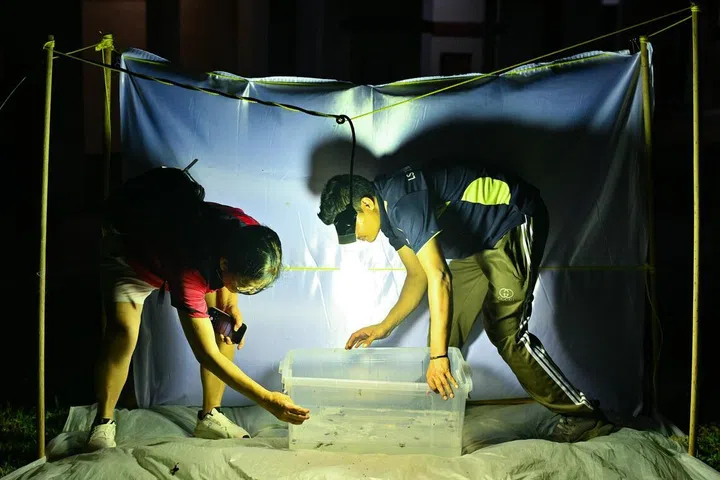 Ketua Nature Kaki, Cik Lilian Chia (kiri), 70 tahun, bersama kontraktor Majlis Bandaran Tampines, Encik Rana Mohammad Masud, 32 tahun, sedang menangkap reriang dan memasukkannya ke dalam bekas berisi air di perangkap cahaya berhampiran Blok 321 Tampines Street 33 pada 23 April.