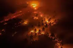Daripada 24 juta hektar tanah gambut di Indonesia, sebanyak 16 juta hektar mudah terbakar akibat kerosakan ekosistem.