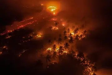 Daripada 24 juta hektar tanah gambut di Indonesia, sebanyak 16 juta hektar mudah terbakar akibat kerosakan ekosistem.