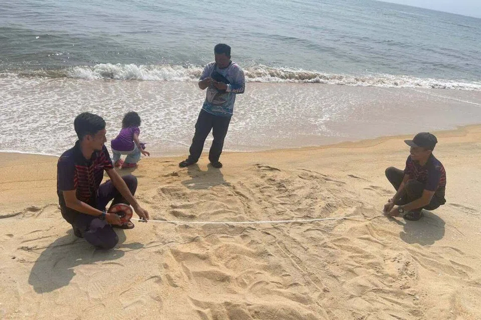 Kakitangan Pejabat Perikanan Negeri Terengganu mengukur jejak fizikal penyu yang mendarat di Pantai Marang.