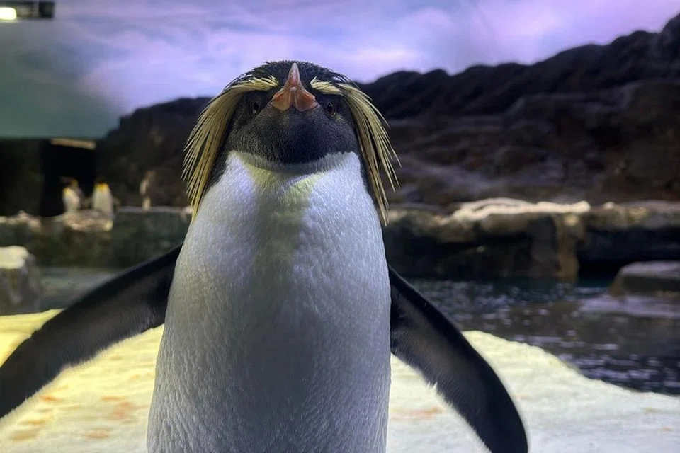 Penguin rockhopper utara Bird Paradise, Pierre dengan gaya rambutnya yang paling menawan.