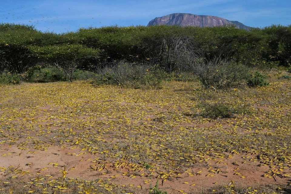 KEKURANGAN MAKANAN: Setelah kekurangan makanan dek serangan belalang padang pasir, keluarga miskin di Afrika Timur diancam maut Covid-19. - Foto AFP