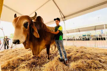 lembu sado, lembu jenis Brahman, Tayyib Ranch