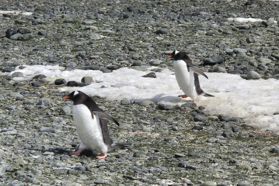 Pulau Greenwich adalah rumah bagi koloni besar penguin.