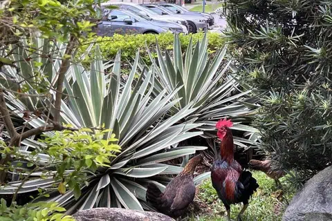 Ayam liar kelihatan di sekitar Blok 441 hingga Blok 448, Sin Ming Avenue, pada September 2022.