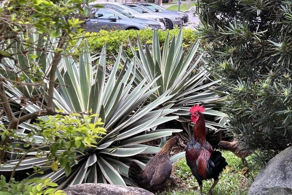 Ayam liar kelihatan di sekitar Blok 441 hingga Blok 448, Sin Ming Avenue, pada September 2022.