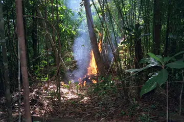 TERBAKAR: Api membakar dedaun kering sebelum menular lebih besar (gambar hiasan).