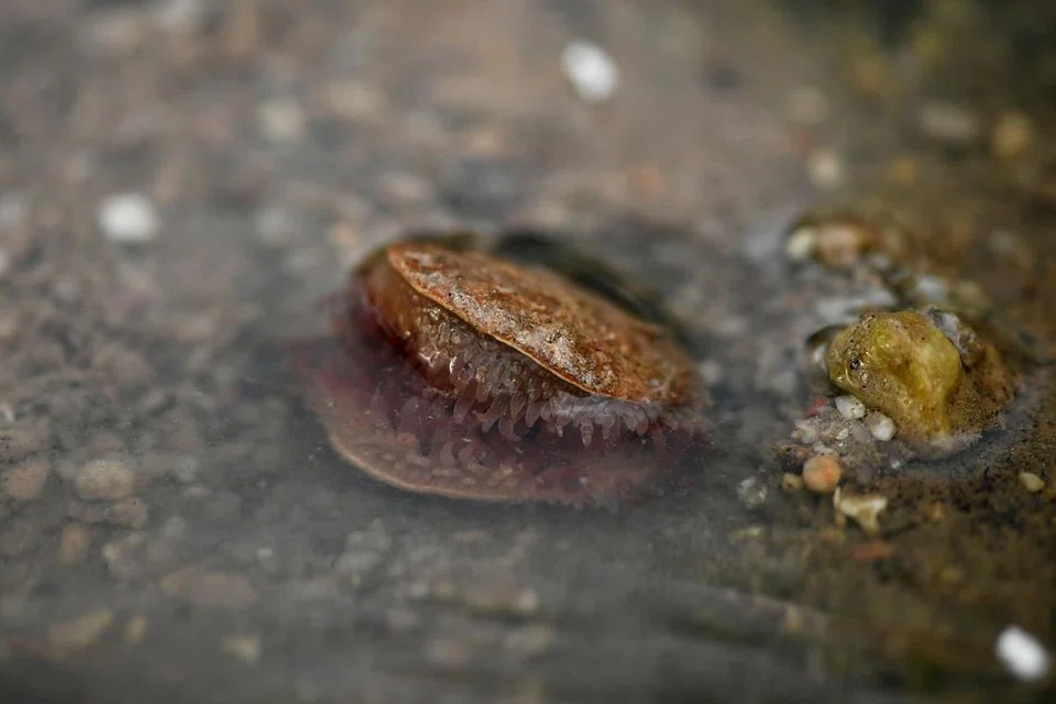 KUPANG DAN BUNGA RUMPUT LAUT DI TANJONG RIMAU: FAUNA MENARIK: Sejenis kupang yang ditemui di Tanjong Rimau pada November tahun lepas. Kupang itu tidak dapat tutup sepenuhnya dan mempunyai tentakel yang panjang. - Foto BH oleh LIM YAOHUI 