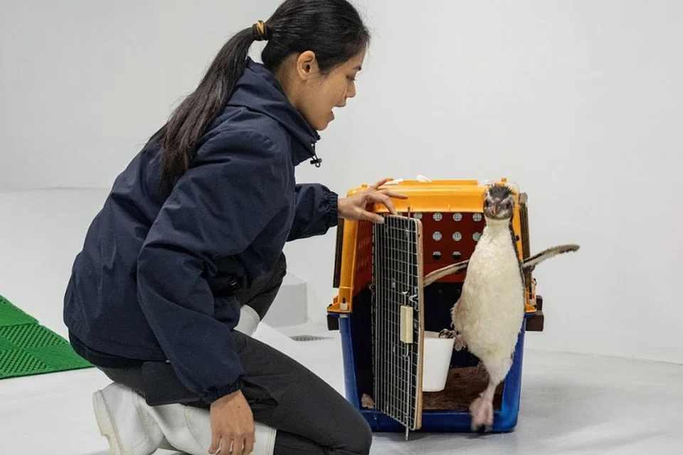 Pascale, penguin ‘rockhopper’, dibebaskan dari petinya sebaik sahaja ia tiba di Bird Paradise.
