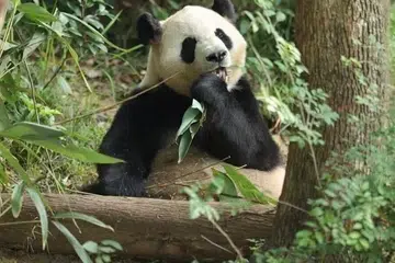 Dua panda gergasi, Ping Ping dan Fu Shuang, berlepas dari Lapangan Terbang Antarabangsa Chengdu Shuangliu, China, pada 27 September 2026, menuju ke Amerika Syarikat. Kedua-duanya dipinjamkan kepada Zoo Atlanta selama 10 tahun sebagai simbol persahabatan antara China dengan Amerika.