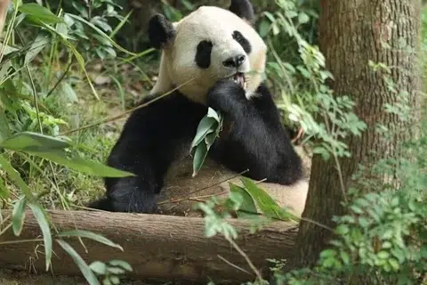 Dua panda gergasi, Ping Ping dan Fu Shuang, berlepas dari Lapangan Terbang Antarabangsa Chengdu Shuangliu, China, pada 27 September 2026, menuju ke Amerika Syarikat. Kedua-duanya dipinjamkan kepada Zoo Atlanta selama 10 tahun sebagai simbol persahabatan antara China dengan Amerika.