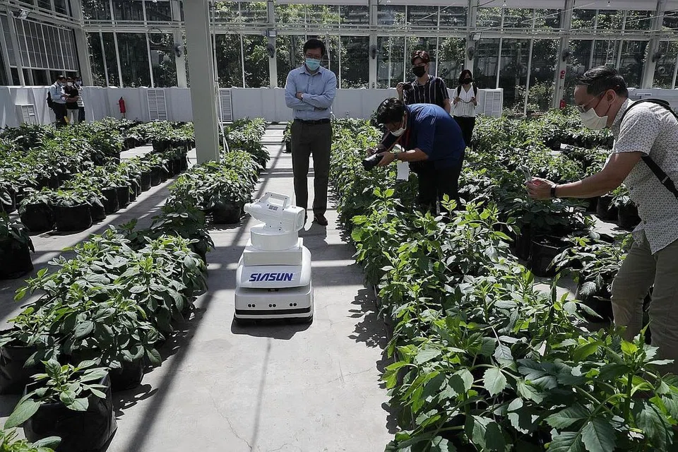 PANTAU PENGGUNAAN TEKNOLOGI: Encik Ng memantau penerbangan dron untuk mengesan ketidaktentuan pengairan di Cloud Forest. Robot juga digunakan untuk menyembur baja tapak semaian sejuk (gambar atas). - Foto BH oleh JASON QUAH