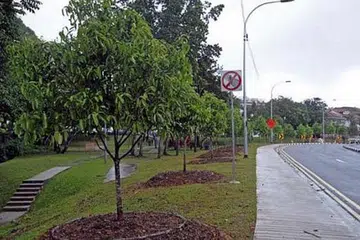 HIJAUKAN TAMAN: Pemindahan pokok membantu mempercepat penghijauan jalan raya dan taman baru. - Foto THE STRAITS TIMES